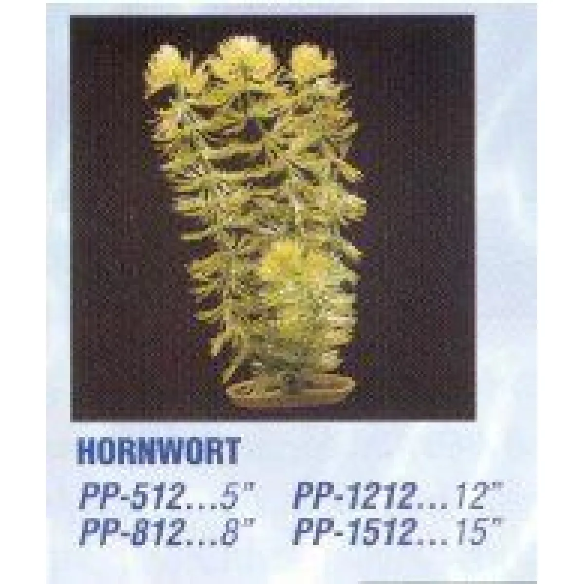 Marina Plante Aquarium Hornwort