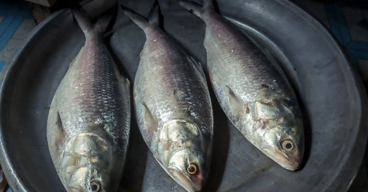 Les poissons frais les plus riches en oméga-3