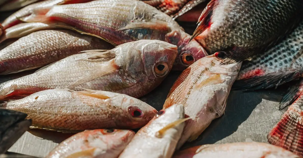 Les Secrets pour Choisir le Meilleur Poisson Frais