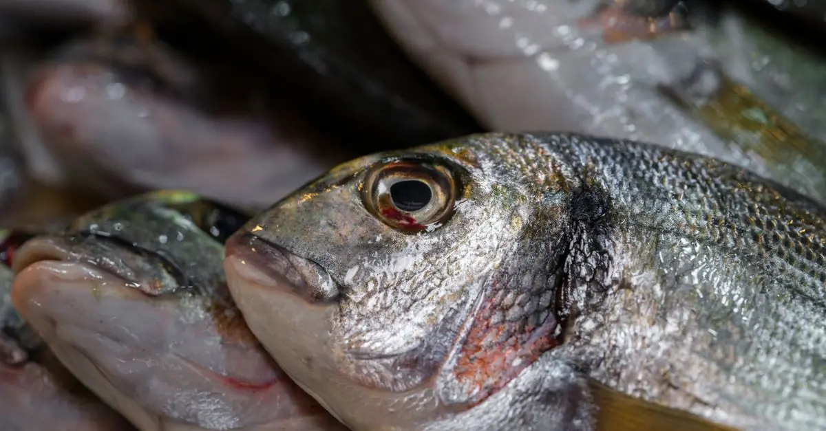 Tout Savoir sur la Traçabilité des Poissons Frais