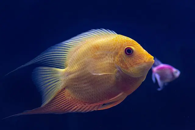 Les bienfaits du poisson frais sur votre santé