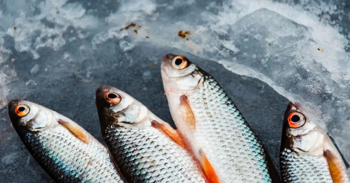 Les meilleures méthodes de cuisson pour le poisson frais