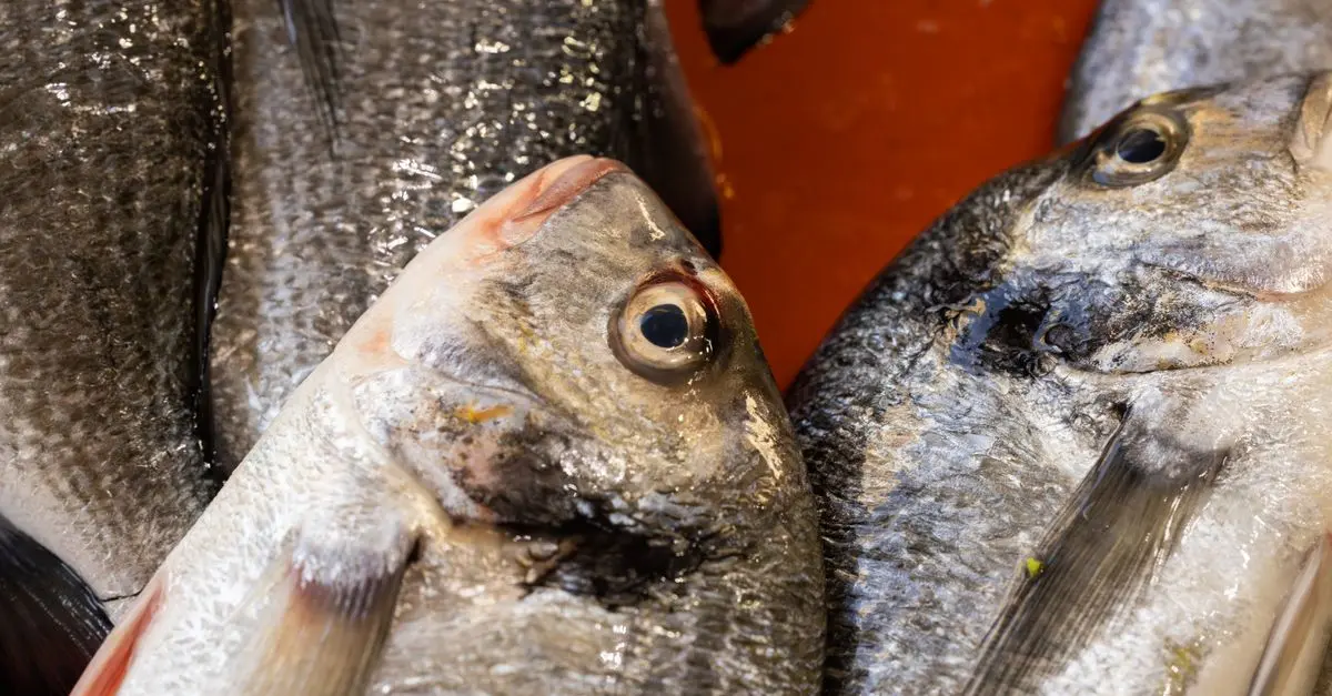 Les erreurs courantes lors de l'achat de poisson frais