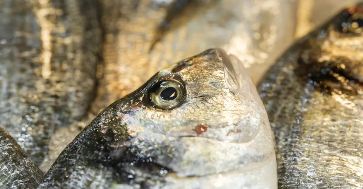 Comment reconnaître un poisson frais : guide complet