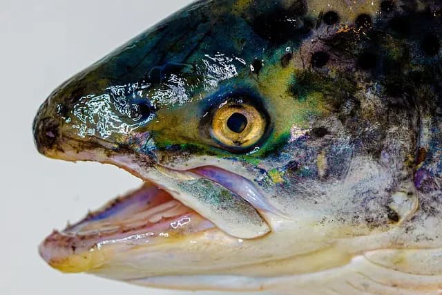 Les 10 types de poissons frais à connaître absolument