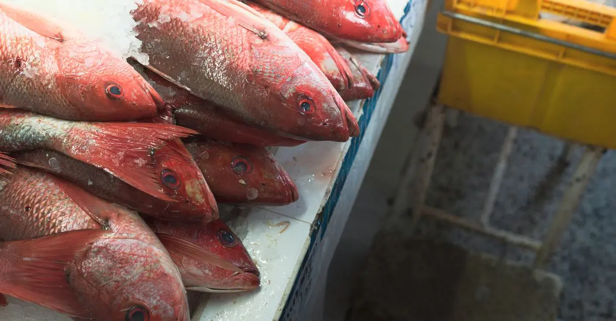 Pourquoi opter pour des poissons frais au lieu de congelés