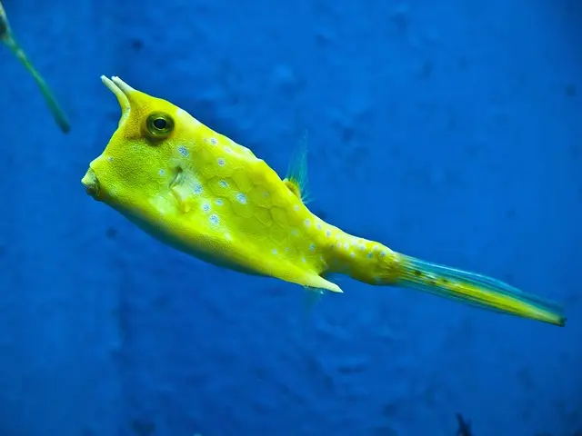 Les erreurs fréquentes à éviter lors de l'achat de poisson frais