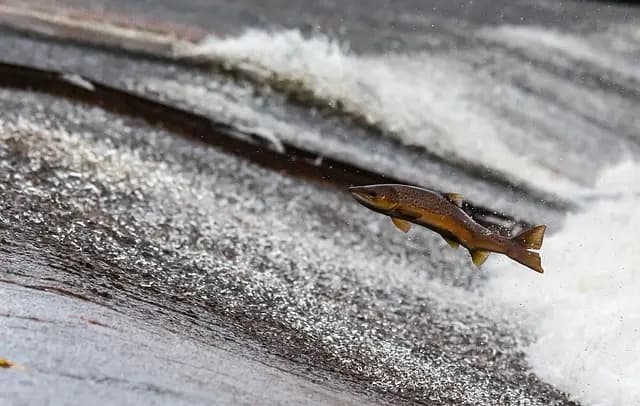 Les Meilleures Astuces pour Reconnaître un Poisson Frais