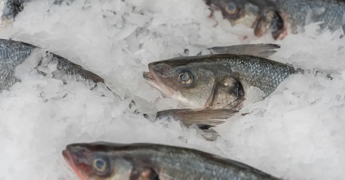 5 astuces infaillibles pour conserver le poisson frais