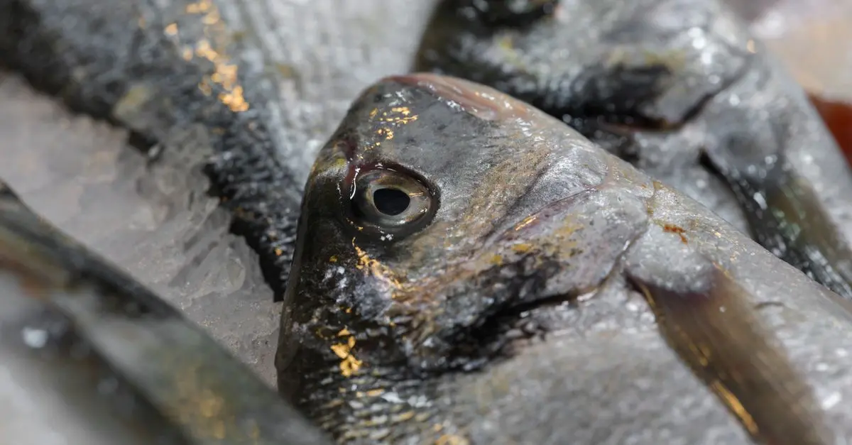 Les Meilleures Astuces pour Bien Choisir son Poisson Frais