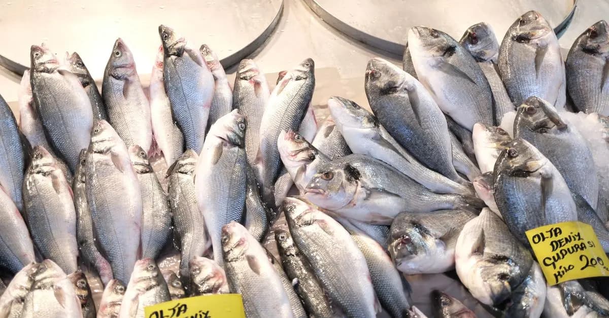 Comment reconnaître un poisson frais : guide complet