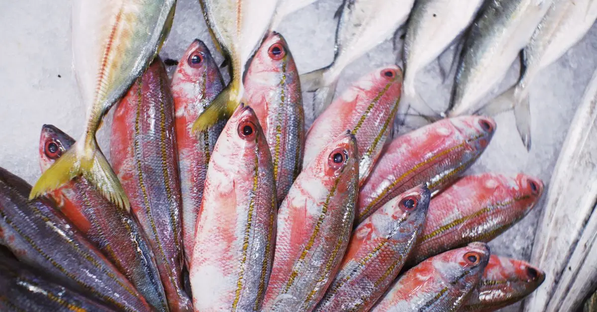 Les bienfaits du poisson frais pour votre santé