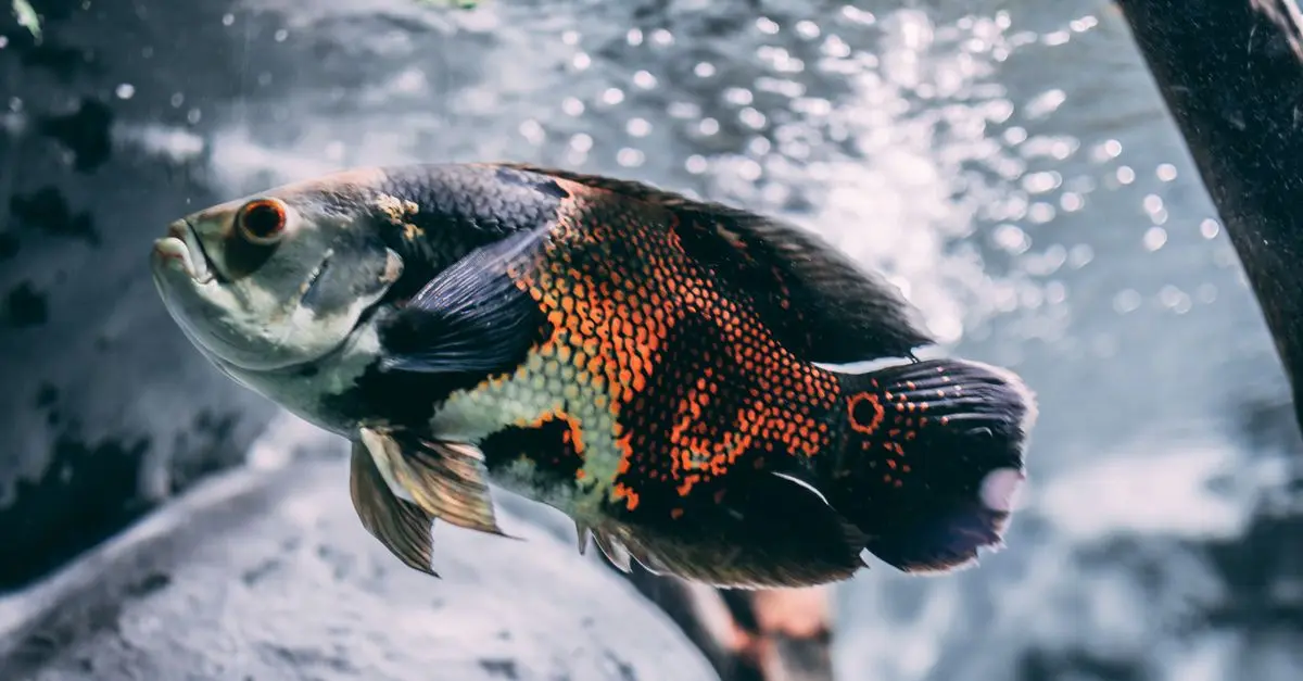 Le poisson frais dans la cuisine fusion