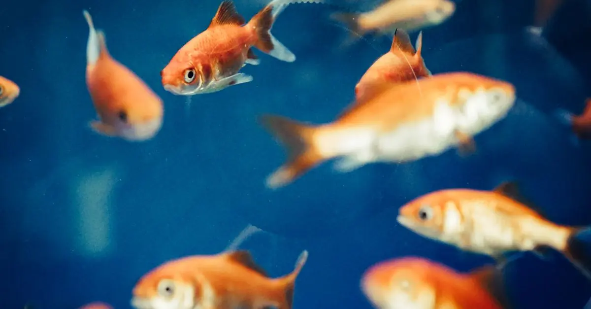 L'importance de l'étiquette d'origine sur le poisson frais