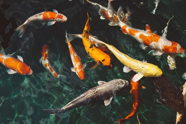 Les Meilleures Recettes de Poissons Frais pour Un Dîner Réussi