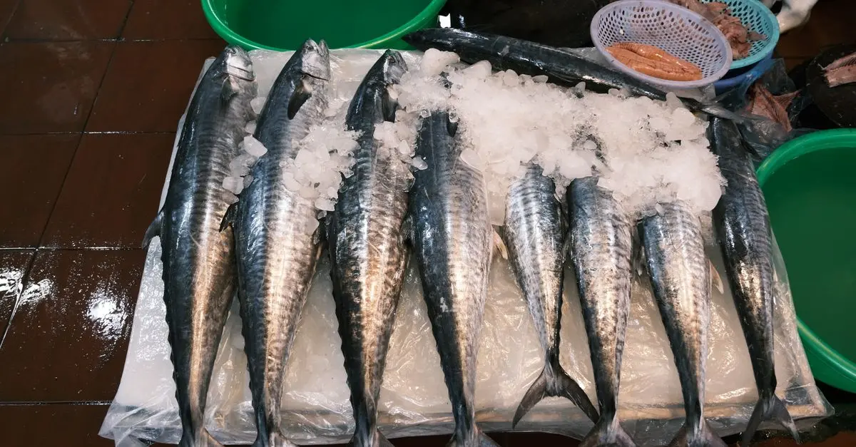 Les Meilleures Astuces pour Éviter le Gaspillage de Poisson Frais