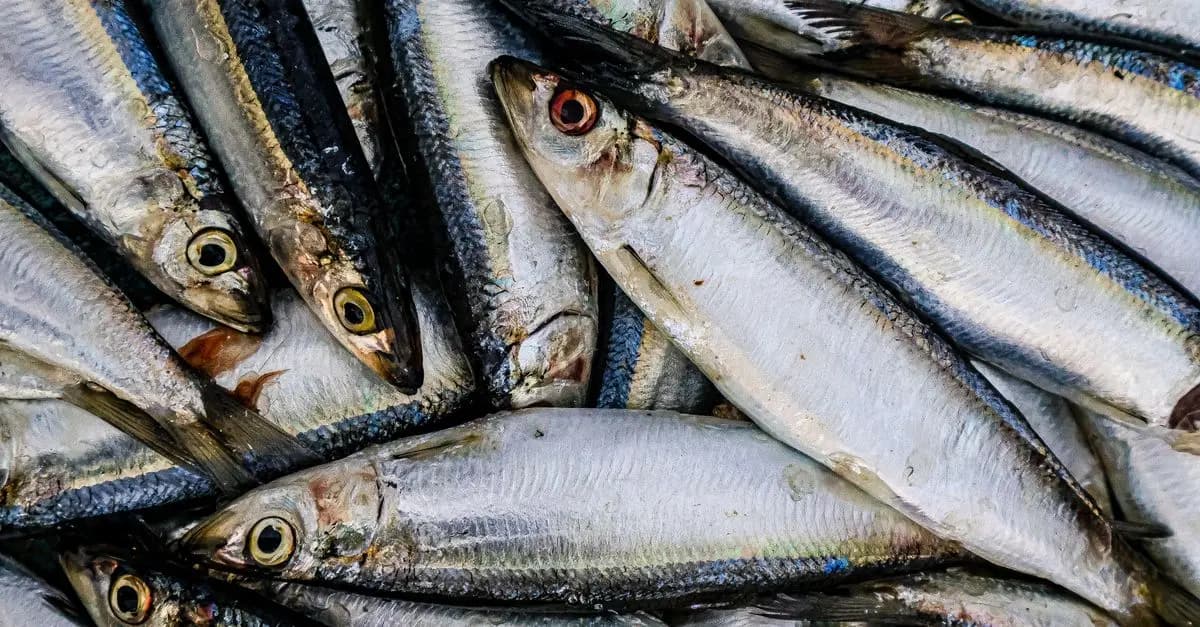 Comment choisir le meilleur poisson frais selon votre recette