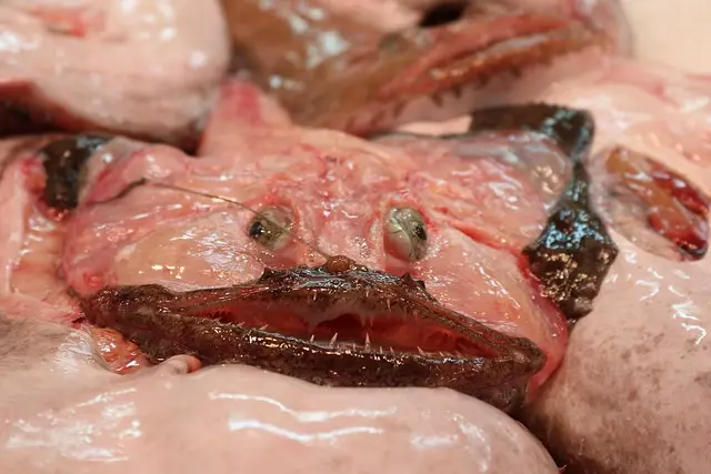 5 Étapes Pour Bien Choisir Votre Poisson Frais