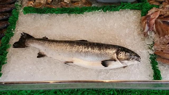 5 erreurs à éviter pour bien choisir son poisson frais