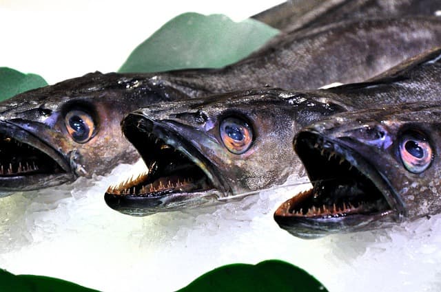 Les Meilleures Façons de Conserver le Poisson Frais