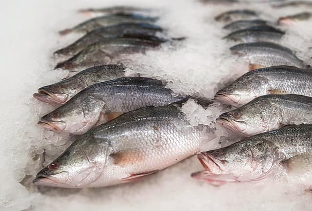 Pourquoi choisir le poisson frais pour vos repas