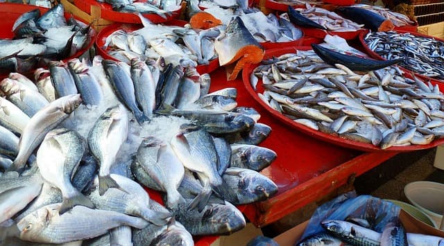Les Meilleures Saisons pour Déguster du Poisson Frais