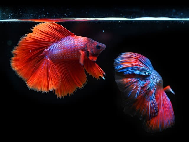 10 astuces pour choisir un poisson frais au marché